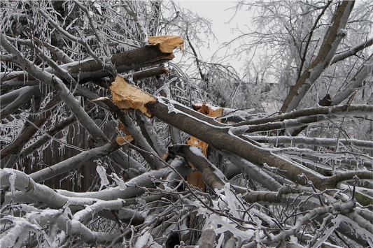 Helping Nature Heal: How You Can Support Northern Michigan’s Wild Places After the Storm